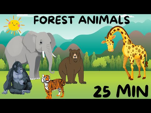 Forest Animals |