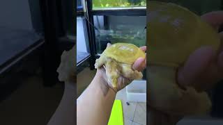 KURA KURA TEMPURUNG LUNAK? #science #video #shorts #faktaunik Labi labi bulus #albino