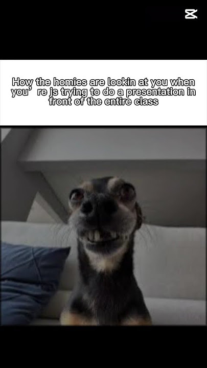 They be lookin goofy asf tho😭#funnymemes #newmemes #funny #memes #cat #funnyimages #fyp