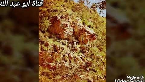 القارئ حذيفه محمد فاروق