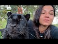 A new forest for Luna the panther 🌳(ENG SUB))