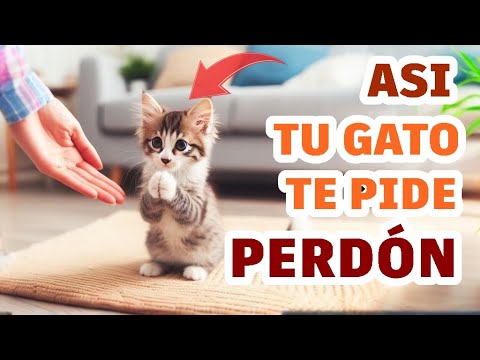 ¿Cómo es que los gatos se disculpan con los humanos ?