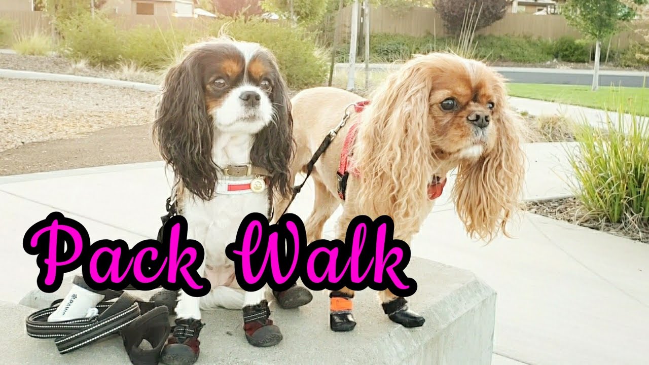 Getting Out For a Pack Walk - Tricolor & Ruby Cavalier King Charles Spaniel