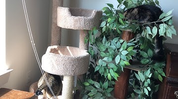 Catnip sprayed on a Cat tree