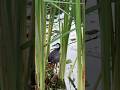 Beautiful White-Breasted Waterhen Spotted at Sengkang Riverside Park | Nature Lovers Delight
