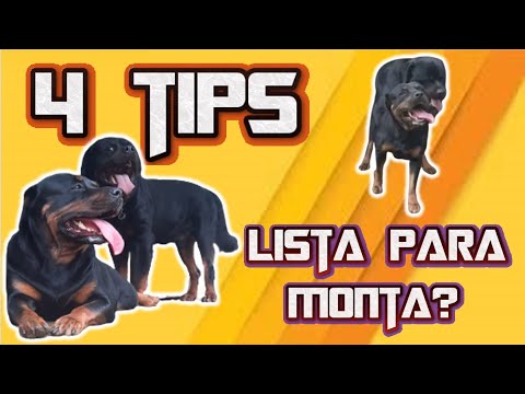 Video: Cómo saber si su perro está enfermo (con imágenes)