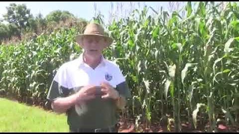 Pfumvudza Plot Farming made Easy in Zimbabwe