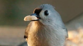 Fall Birding Basics