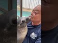 アシカと飼育員、信じられない絆#shorts #桂浜水族館 #コエル #盛田のおんちゃん
