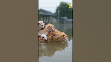 Rớt Nước Mắt Cảnh Mèo Mẹ Cõng Đàn Con Vượt Lũ 😭❤️ | Bảo Ngọc Home #short