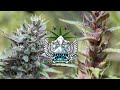 Snowhigh seeds  legendary genetix  smokebreak ep427