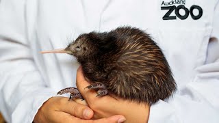 Trainee Keeper at Auckland Zoo - Kiwi