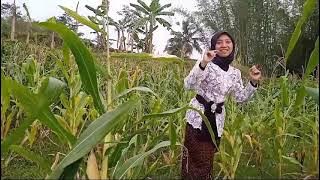 AILEU, JURU KAWIH GISNA RAHAYU, ANGGITAN ENIN RINA, ARRG. KANG LAN/ABAH ONO.