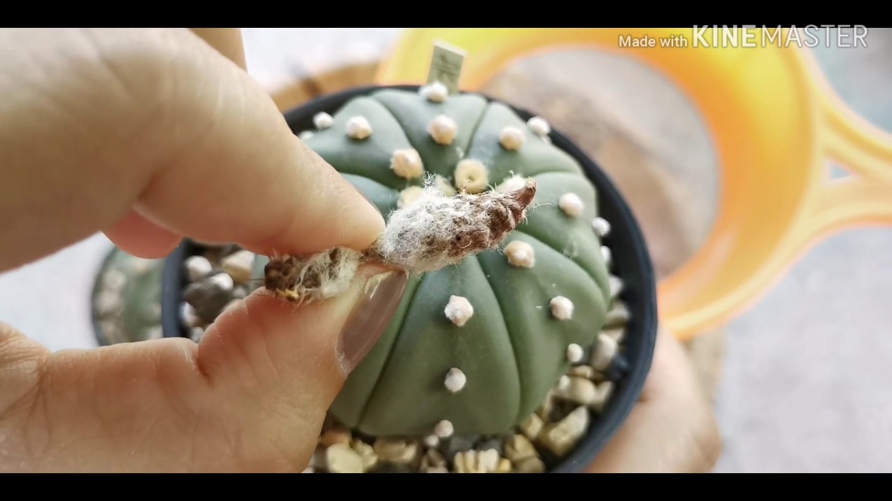 วิธีเก็บเมล็ดแอสโตรไฟตั้ม เมื่อไหร่จะเก็บได้? [สังเกตง่ายๆแบบนี้]