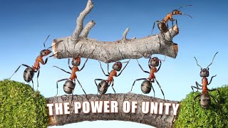 Power of Unity