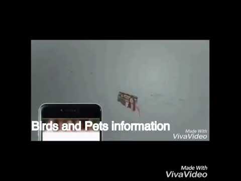budgie band wiki پرندوں کے بچوں کی نشونما کے لئے کیا کرنا چا ہئے؟