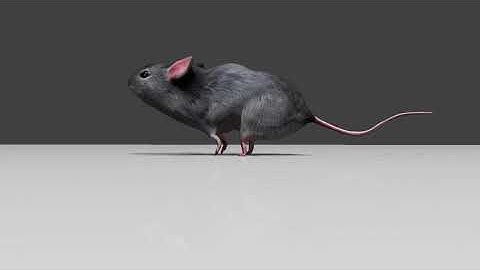 Rat/Mouse run animation loops//3D//Rat run cycle animation in Blender