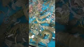 Assalamualaikum Mau Beli Udang Ini Masak Pedasshortsshors