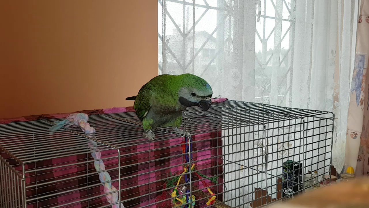 Китайский кольчатый попугай выполняет трюки, прогресс дрессировки за 1,5 месяца, 14 ноября 2018