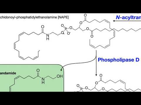 Video: Endocannabinoizii și N-aciletanolaminele Aferente: Activități Biologice și Metabolism