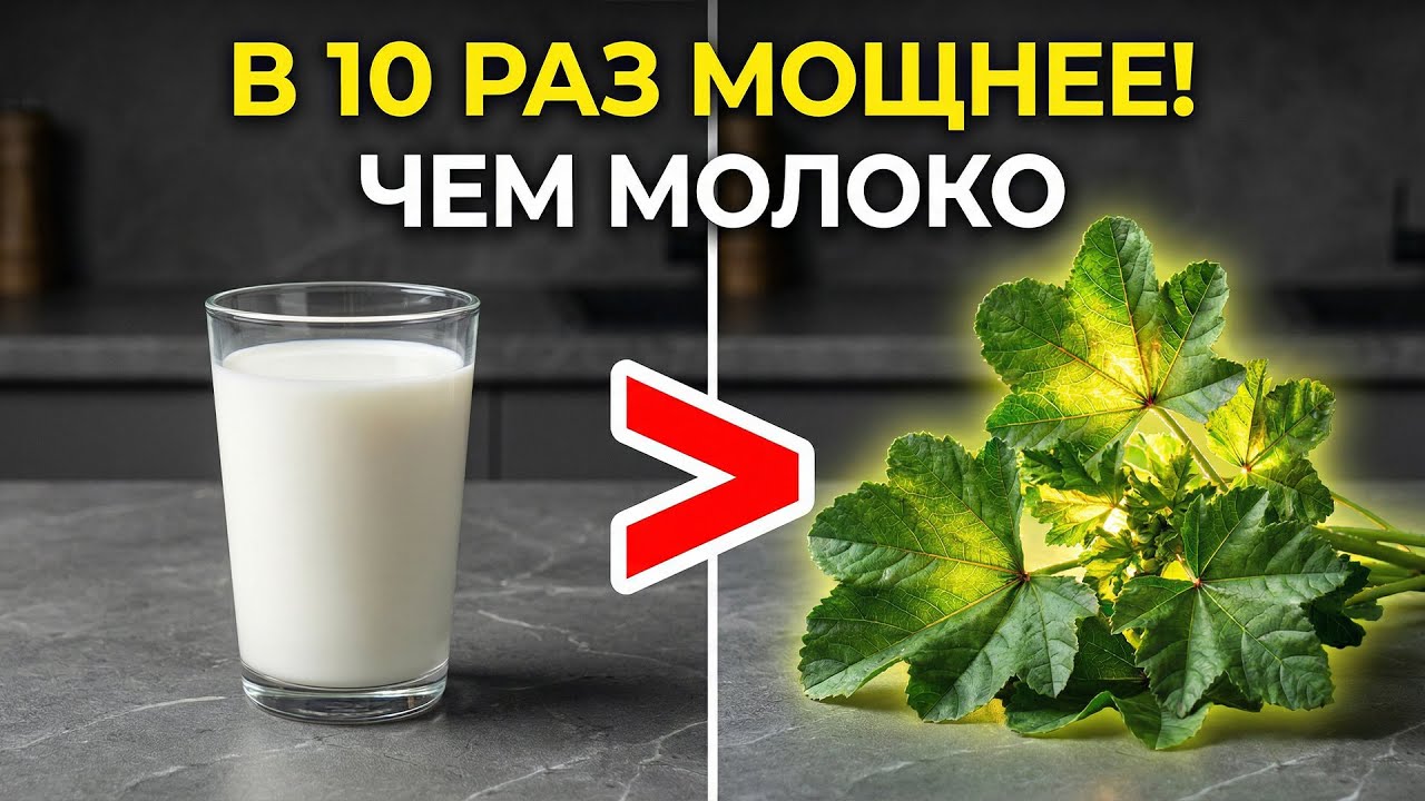 В 10 раз МОЩНЕЕ молока! Забытый суперфуд, который лечит желудок