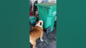 This Bull Dog Love To Knock Down Garbage Cans