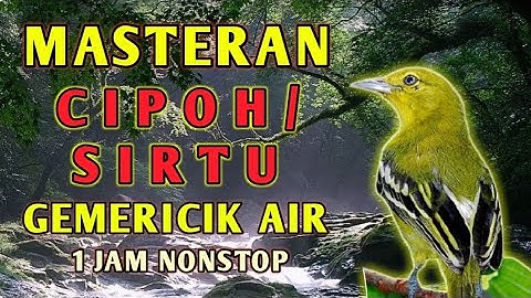 Masteran Suara Burung Sirtu Cipoh Gacor durasi Panjang