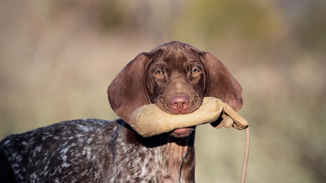 Pointer Lab Puppies