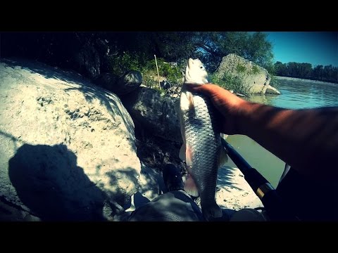 თევზაობა მტკვარზე ქაშაპზე