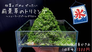 【アクアリウム】ニューラージパールグラスのトリミングと追肥【水草水槽】