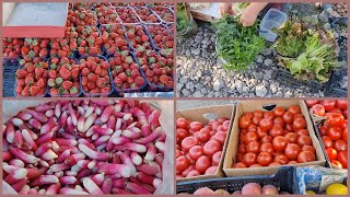 РЫНОК ДОБРОПОЛЬЕ. ЦЕНЫ. СОВСЕМ ЗАБЫЛА