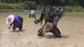 Gini Cara Predator tanam padi di Sawah