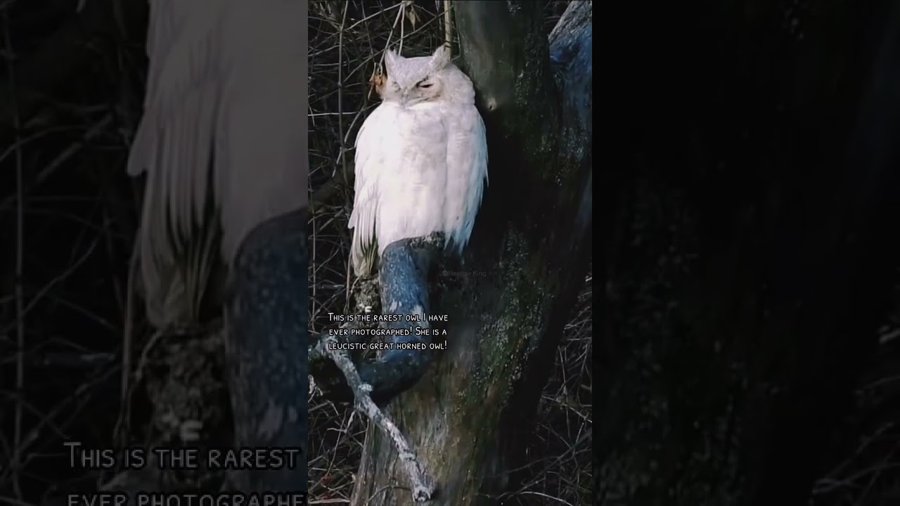 Вот на каком расстоянии я находился от лейцистической большой рогатой совы! Я использовал Nikon P...