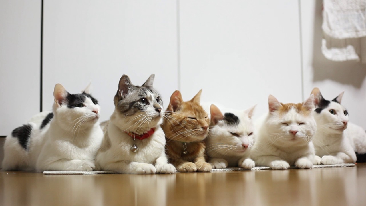 6 Six Cats 2017 1 170316 YouTube 6 Six Cats 2017 1 170316 YouTube