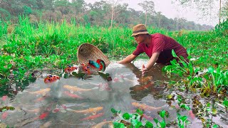 Catching Betta Fish And Wild Betta Fish At The Countryside, Unbelievable Catching (Episode 76)