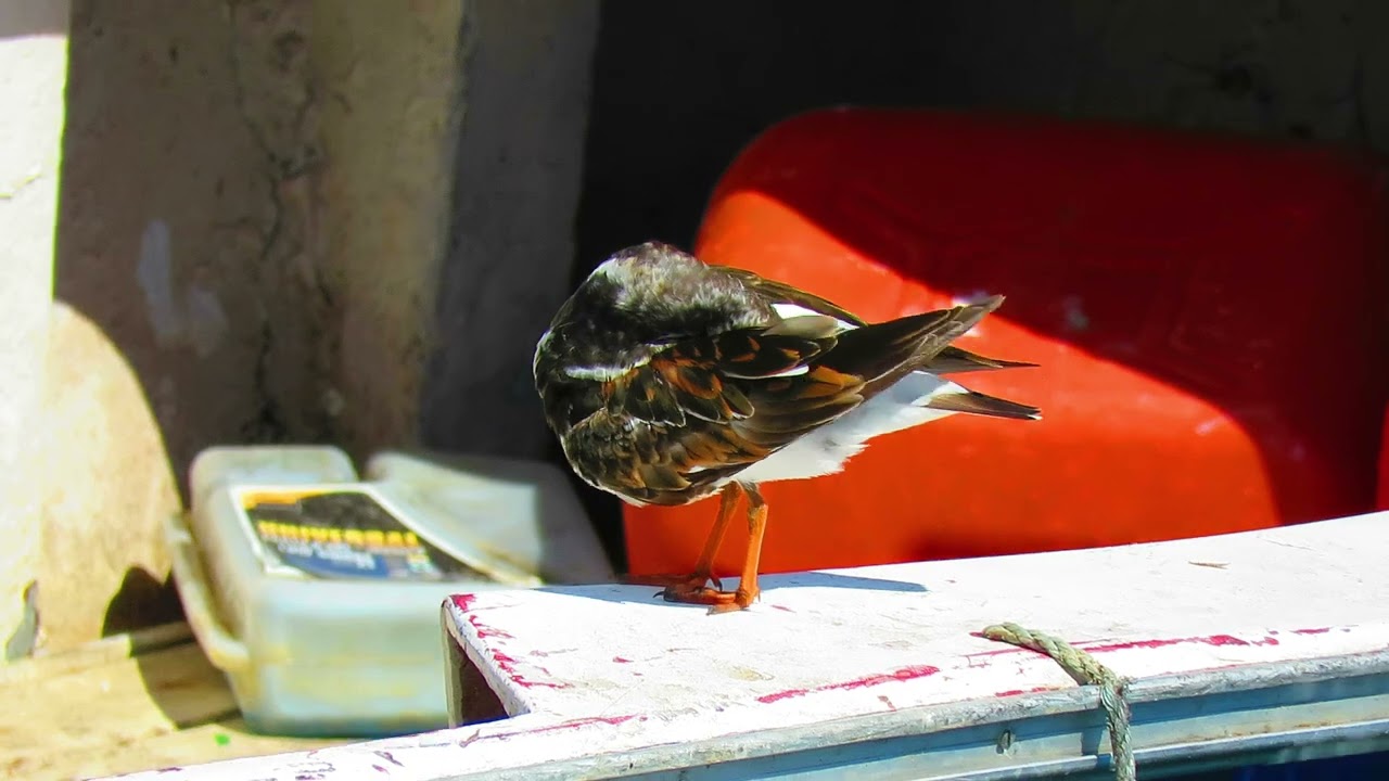 A Rola-do-mar / Ruddy Turnstone (Arenaria interpres) na Baía de Cascais 2024.
