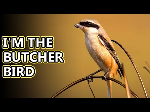 Video: Gray shrike: bird life, habitats, interesting facts
