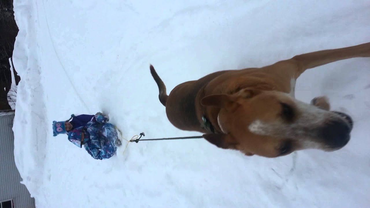 Odin the Sled Dog(2)