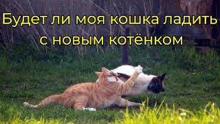 Будет ли моя кошка ладить с новым котёнком ѻ Как научить кошку ладить с котенком ѻ Новый котёнок