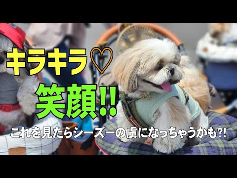 【シーズー】愛犬３匹と久しぶりのわんこイベント♡可愛いお友達にメロメロになりました♡#わんてらす#DOGイベント#可愛い犬