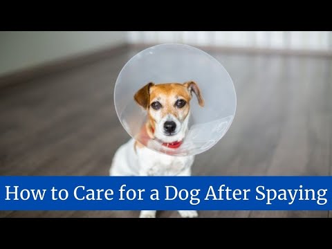 How to Care for a Dog After Spaying || How to care for my dog after spaying | dog after spaying care