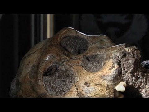 İki milyon yıllık iskelet bulundu