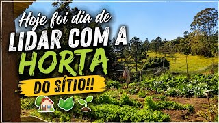 HOJE FOI DIA DE LIDAR COM A HORTA DO SÍTIO!!!🌱🏡🍃