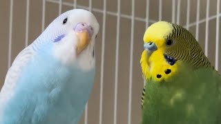 Happy Budgies sounds |lucky & Jagger