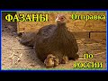 ФАЗАНЫ. ДОСТАВКА ПО РОССИИ. КАК Я ОТПРАВЛЯЮ ФАЗАНОВ В РЕГИОНЫ.SENDING PHASANES TO REGIONS.