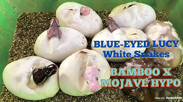 #triggreptiles #ballpythons BEL Complex - Bamboo X Mojave Hypo Clutch