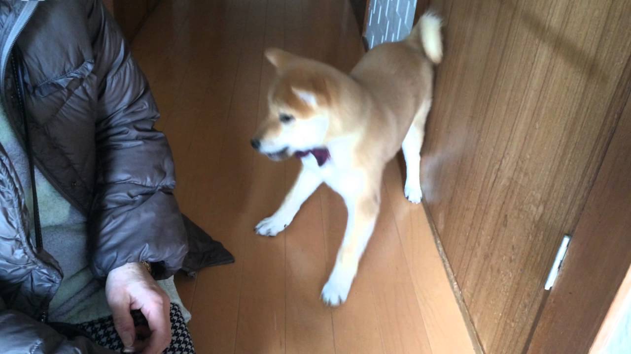 柴犬おいもShibainu 初めての散歩嫌がる YouTube