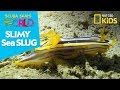 Nudibranchs: Feeding and Behavior