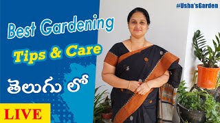 Best Gardening Tips & Care in Telugu | మీ ప్రశ్నలకు నా జవాబులు | Usha's Garden Live