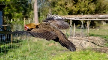 Slow Mode - Qaib Dib Bantam Hen